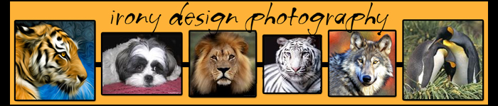 ironydesignphotographbanner